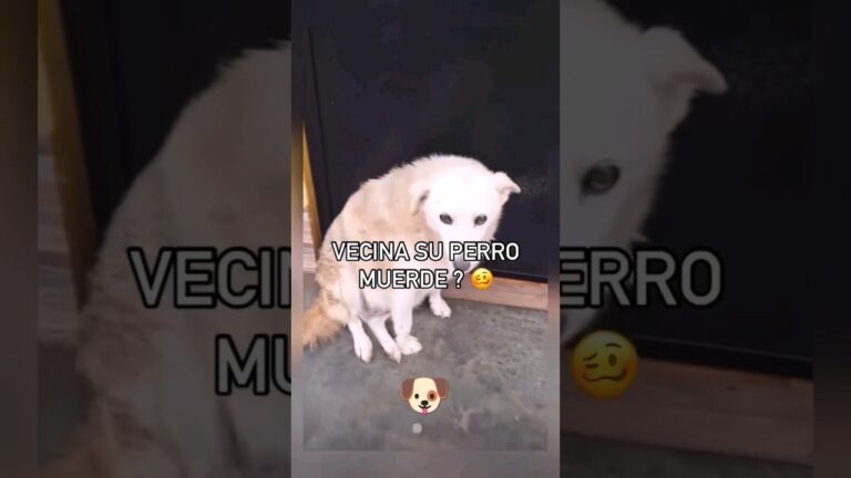 5 personas y un perro en coche