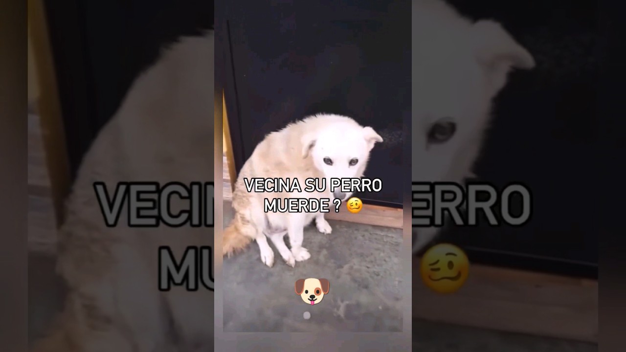 5 personas y un perro en coche