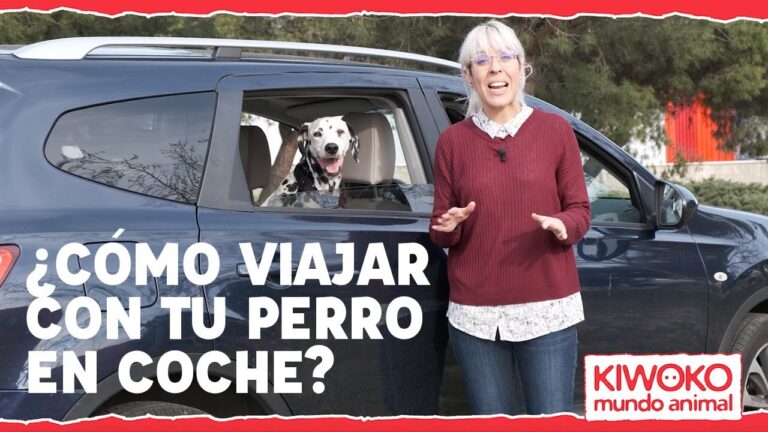 como hay que llevar a los perros en el coche