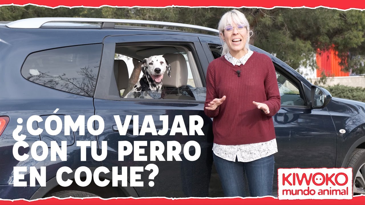 como hay que llevar a los perros en el coche