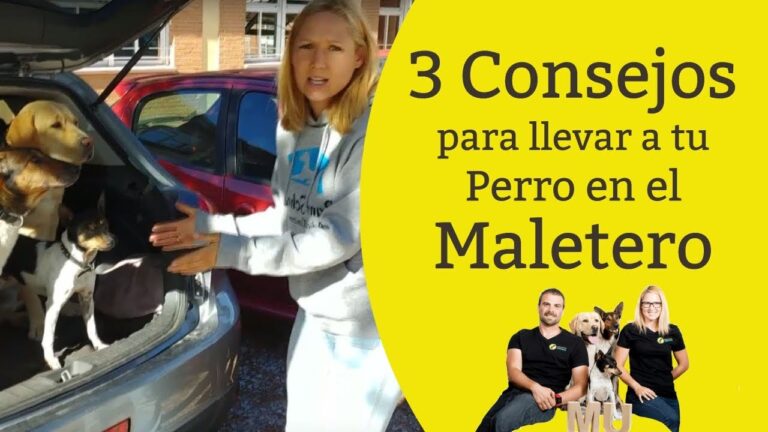 como llevar al perro en el maletero