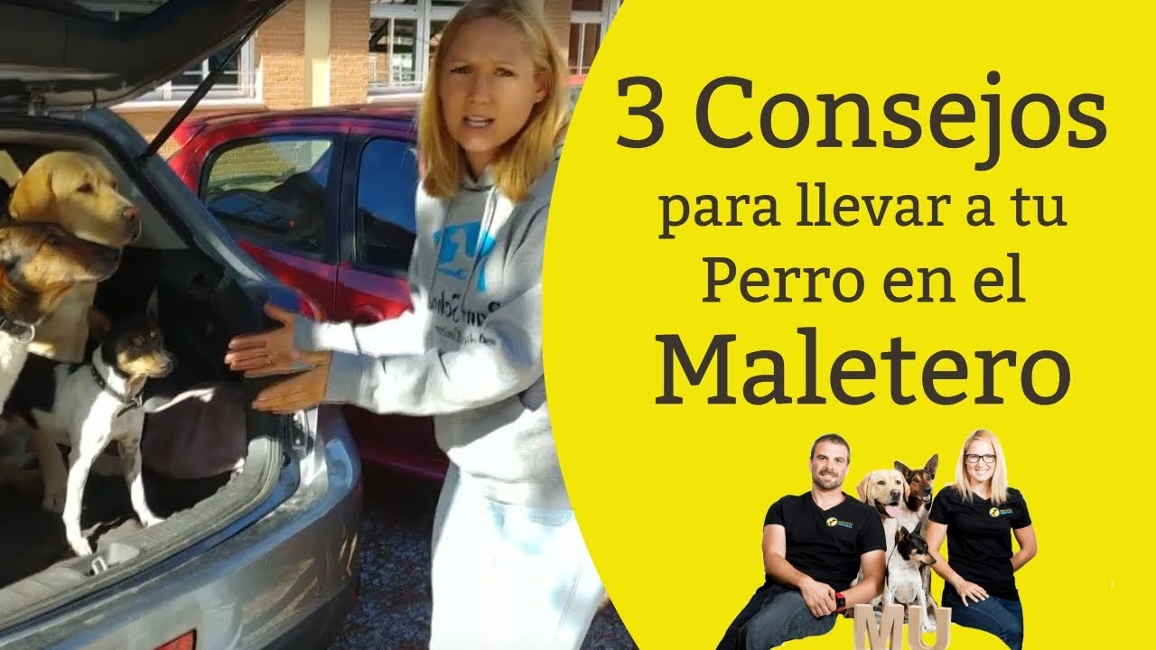 como llevar al perro en el maletero