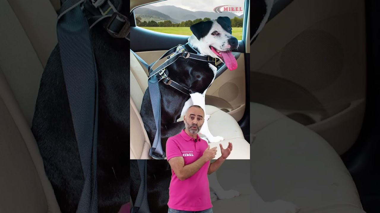 cómo llevar un perro en un coche