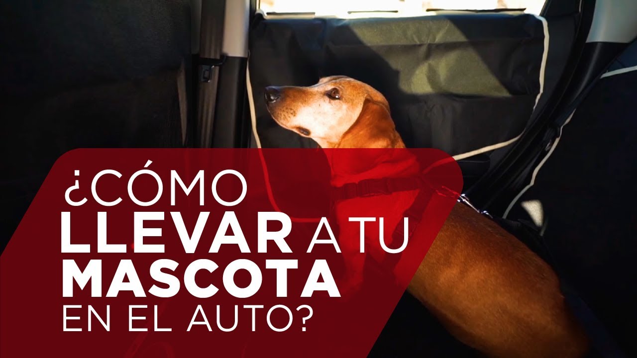 como tiene que ir un perro en el coche