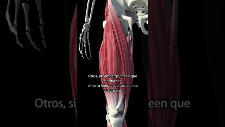 cual es el musculo mas fuerte del cuerpo
