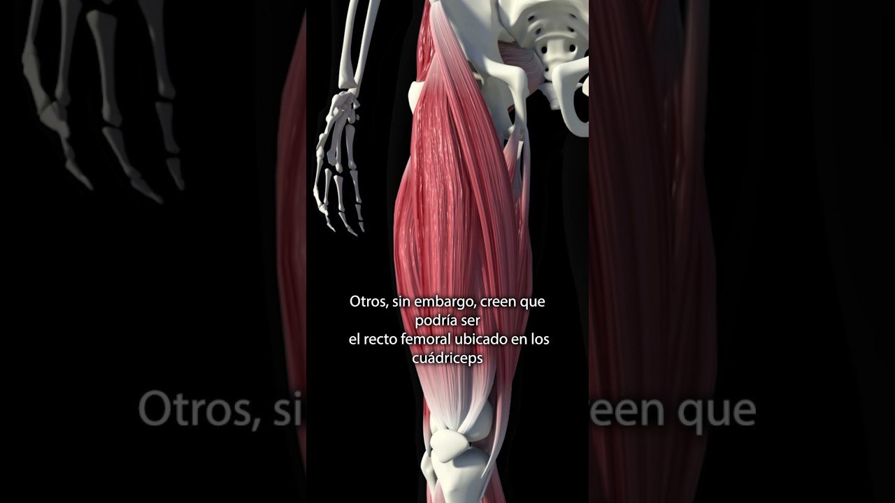 cual es el musculo mas fuerte del cuerpo