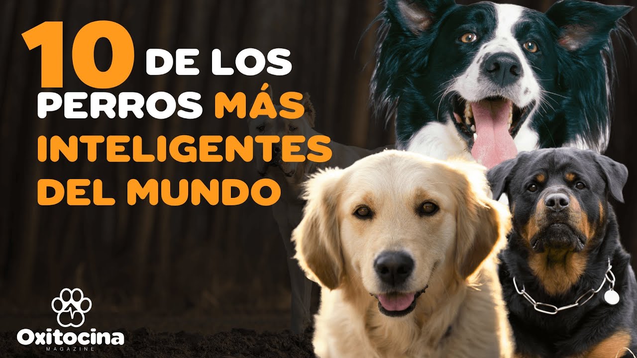 cual son los perros mas inteligentes
