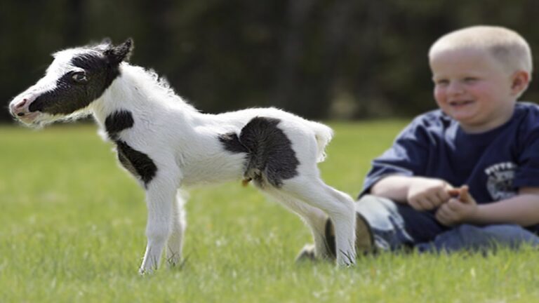 el caballo mas pequeño del mundo