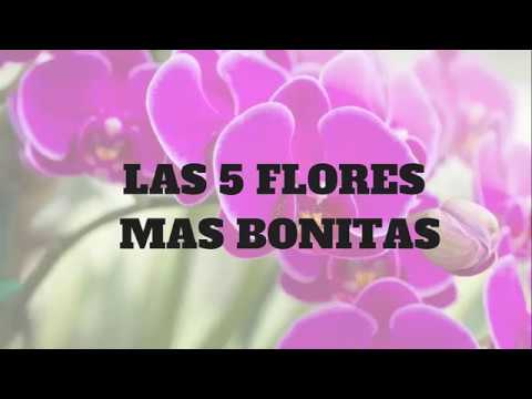 las 5 flores más bonitas del mundo