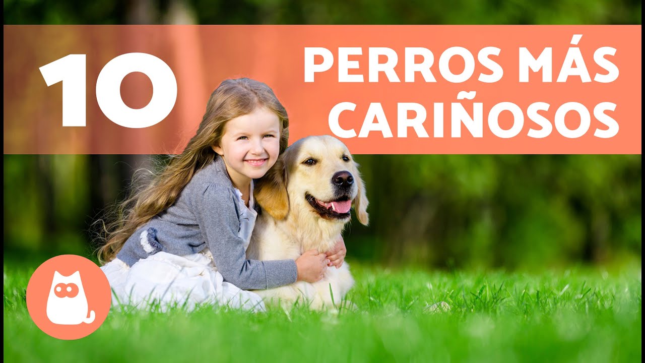 razas de perros inteligentes y cariñosos