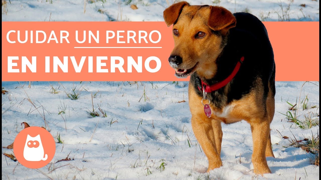 se puede dejar un perro en el coche en invierno