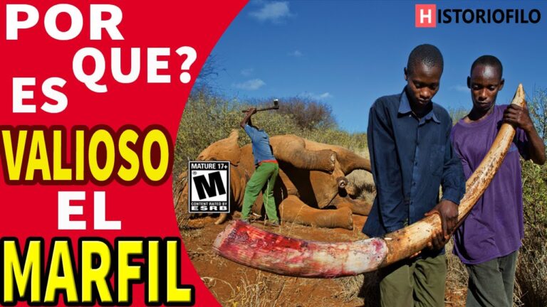 se puede tener marfil en casa