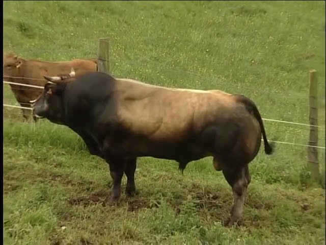 vacas en asturias de particulares venta de