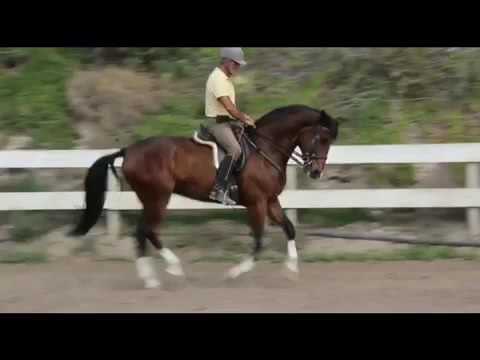 venta de caballos en las palmas